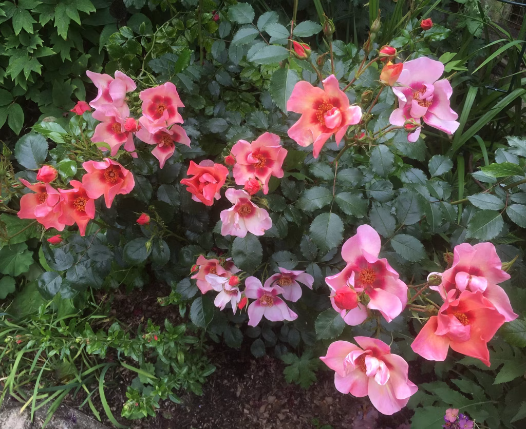 a bush with clusters of open, pink orange single roses with yellow centers and dark green leaves thrives in an eco friendly garden bed, surrounded by other greenery. the flowers are spread across the plant, some facing up and others tilting sideways.