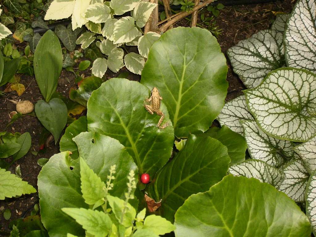 a small brown frog sits on a large, glossy green leaf amid dense garden foliage. surrounded by variegated and veined leaves, this nature positive scene is punctuated by a single bright red berry on a lower leaf nearby.