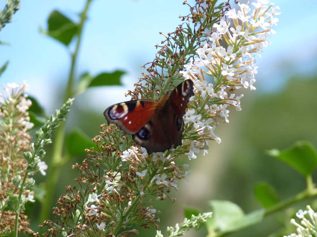 a vibrant red butterfly with black, blue, and yellow eye spots rests on a cluster of small white garden flowers, surrounded by green leaves and stems, against a soft blue sky—a perfect nature positive scene.