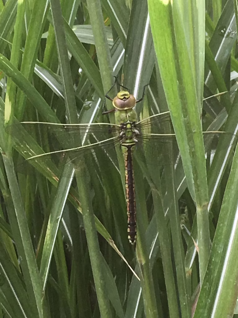 a large green dragonfly with transparent wings rests vertically on tall blades of grass in an eco friendly garden. its brown and green striped body and prominent eyes blend into the lush, natural background, perfect for nature enthusiasts.