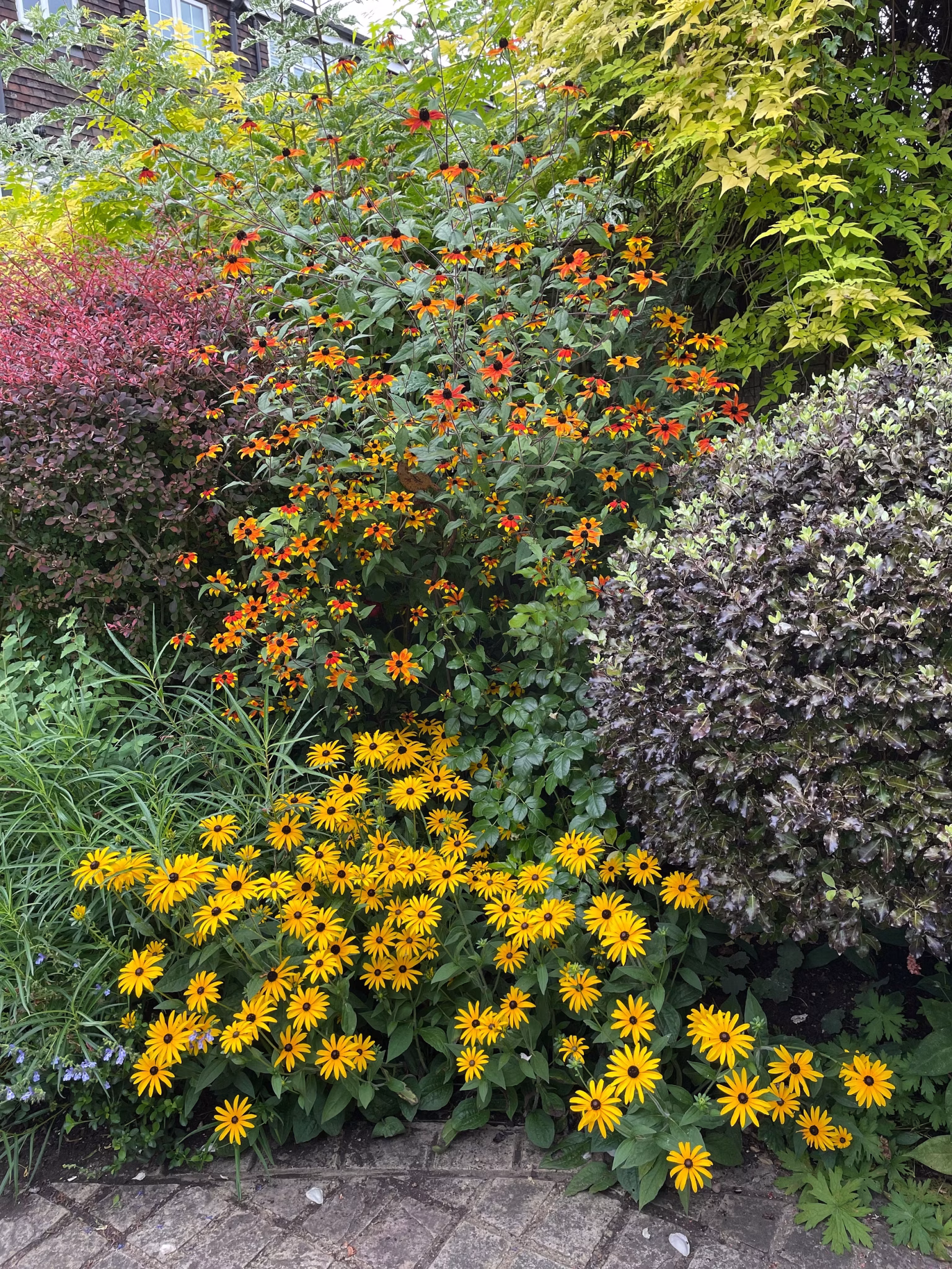 a vibrant, eco friendly garden with clusters of yellow black eyed susan flowers in front, orange and red blooms at the center, and lush green and purple leaved shrubs along a stone path. dense foliage showcases sustainable gardening.