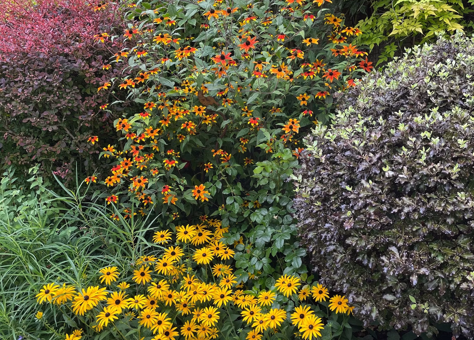 a vibrant, eco friendly garden with clusters of yellow black eyed susan flowers in front, orange and red blooms at the center, and lush green and purple leaved shrubs along a stone path. dense foliage showcases sustainable gardening.