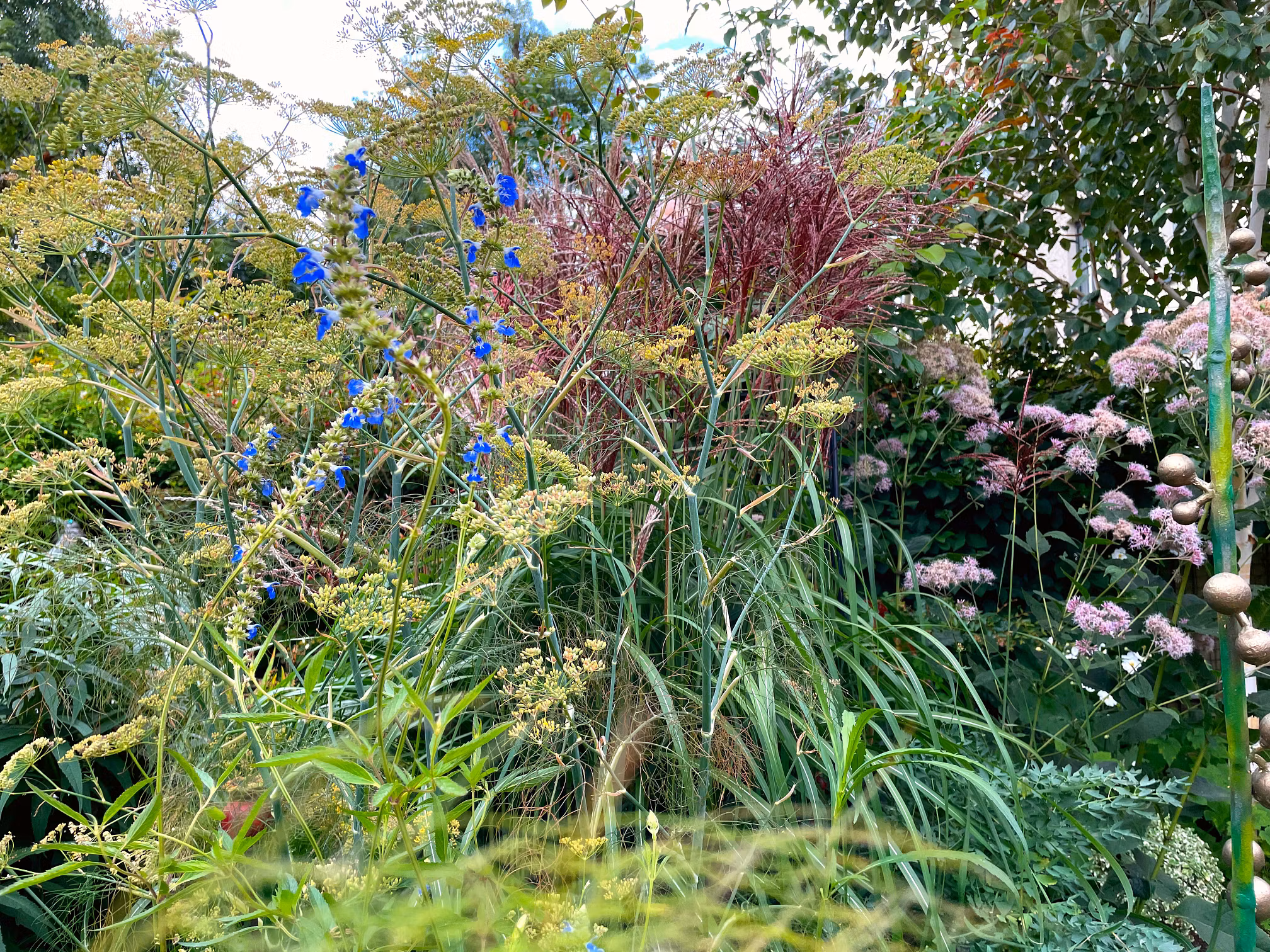 a lush garden with tall green grasses, delicate yellow green dill flowers, spiky blue delphinium blooms, and deep red feathery foliage—just when you thought it was all over, clusters of pale pink flowers emerge beneath a bright sky.