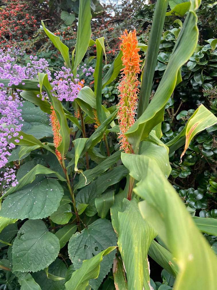 tall green leaves surround spikes of orange tubular flowers, possibly ginger lilies, in a garden. just when you thought it was all over, clusters of small purple flowers emerge nearby as sunlight softly illuminates the dense, glossy foliage.