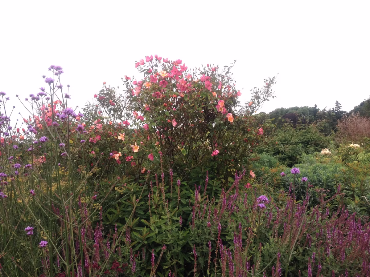 a lush garden blooming with intent features clusters of vibrant purple and pink flowers. a tall bush with orange pink blossoms stands centered amid green foliage, echoing the spirit of the green revolution beneath an overcast 2026 sky. A lush garden blooming with intent features clusters of vibrant purple and pink flowers. A tall bush with orange-pink blossoms stands centered amid green foliage, echoing the spirit of the Green Revolution beneath an overcast 2026 sky.