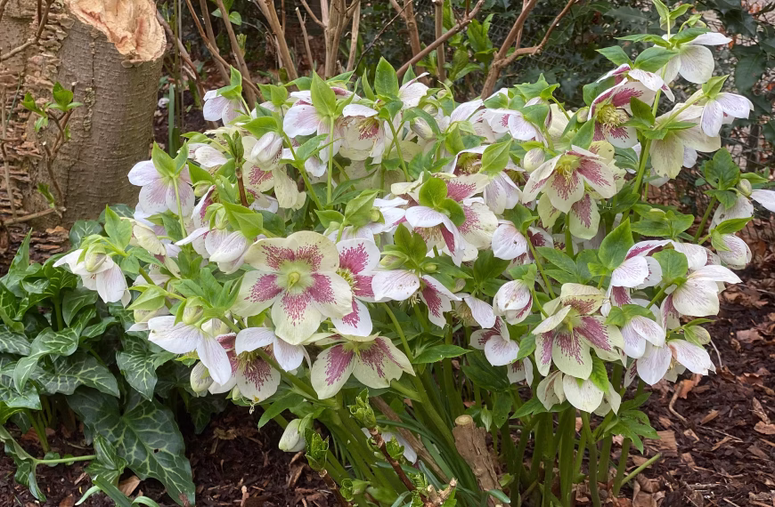 A cluster of hellebores, often called Candlemas Bells, with pale greenish-white petals adorned by a central splash of purple and red freckles, grows among green leaves in a mulched garden bed, surrounded by shrubs and the base of a tree.