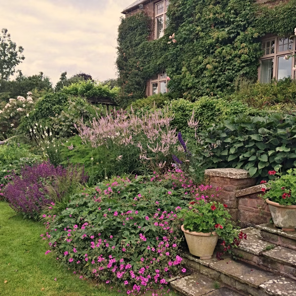 A lush garden borders stone steps leading to a house partly covered in ivy. Blooming with Intent, vibrant pink, purple, and white flowers fill the beds. Two potted plants rest on the steps, and the green lawn is neatly trimmed under a cloudy 2026 sky.