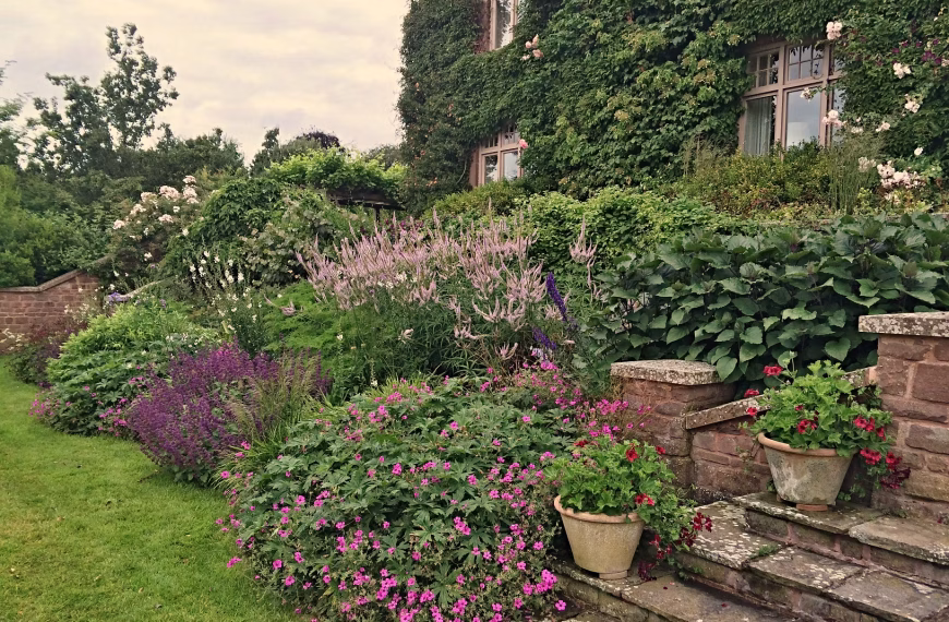 A lush garden borders stone steps leading to a house partly covered in ivy. Blooming with Intent, vibrant pink, purple, and white flowers fill the beds. Two potted plants rest on the steps, and the green lawn is neatly trimmed under a cloudy 2026 sky.