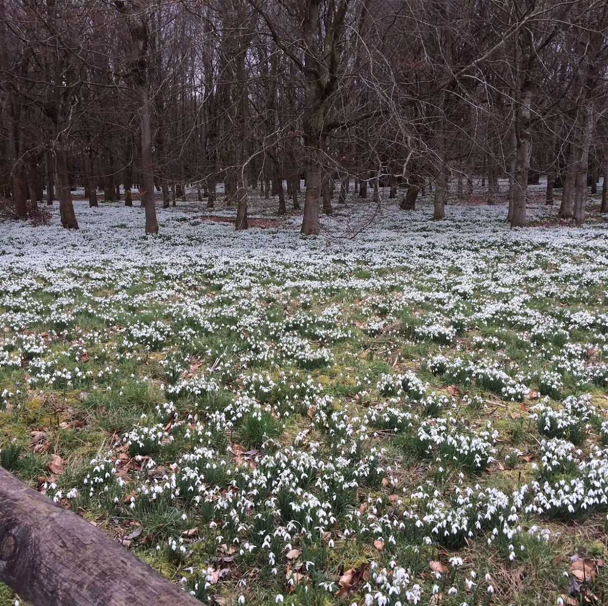 A woodland scene with leafless trees and a dense carpet of small white Candlemas Bells, likely snowdrops, covering the ground. The view stretches into the distance, contrasting dark trees with bright blossoms. A wooden fence stands in the foreground.