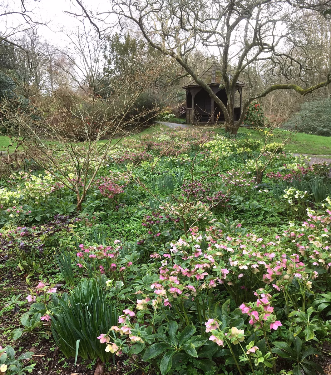 Clusters of pink, white, and yellow flowers—like cowslips and Candlemas bells—bloom among leafy green plants and bare trees. In the background, a small dark wooden gazebo sits beneath leafless branches beside a curving path on a cloudy day.