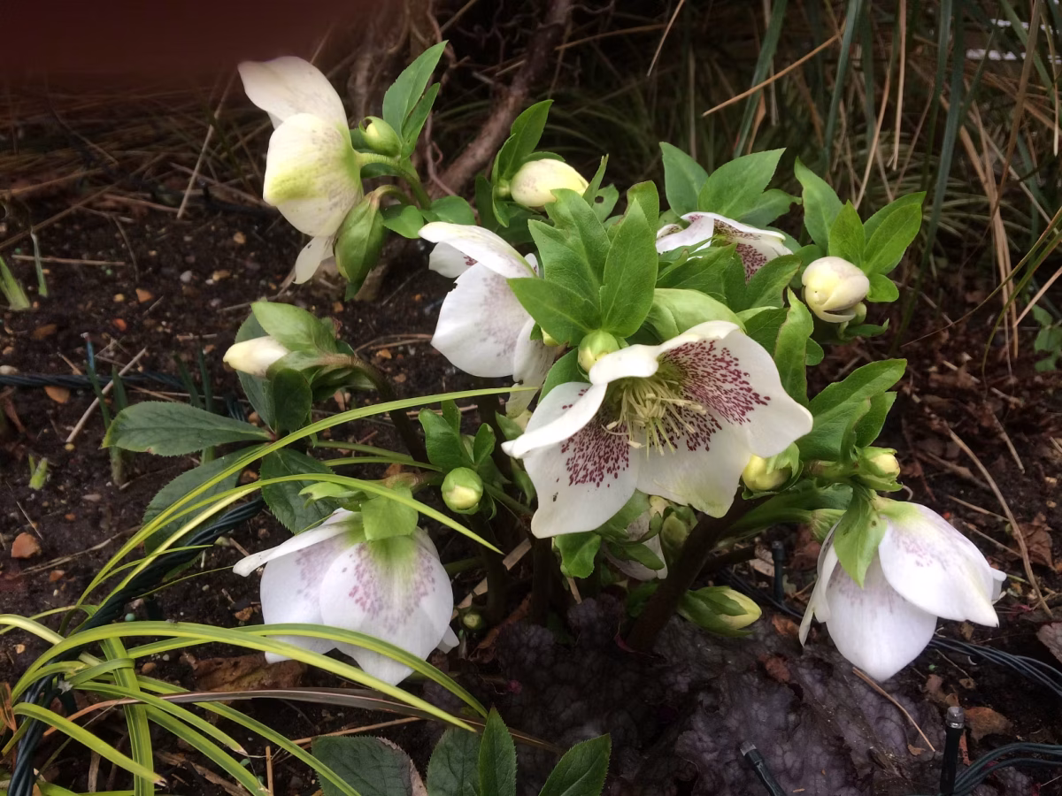 A cluster of white hellebore flowers, known as Candlemas Bells, with green leaves grows from dark soil. The petals have purple speckles near their centers. Buds are visible among the open blooms, surrounded by thin grass-like plants and twigs.